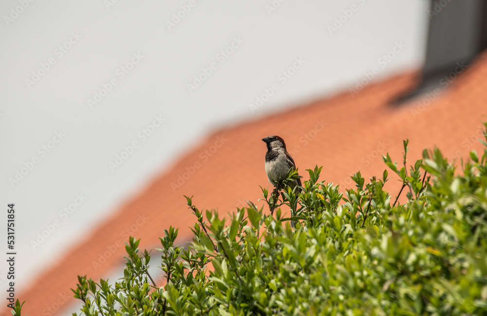 a male house sparrow on a privet hedge