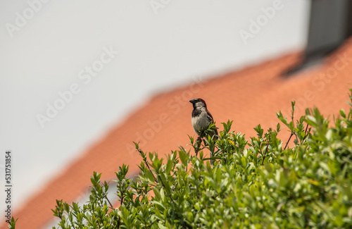 Obraz na płótnie a male house sparrow on a privet hedge w salonie