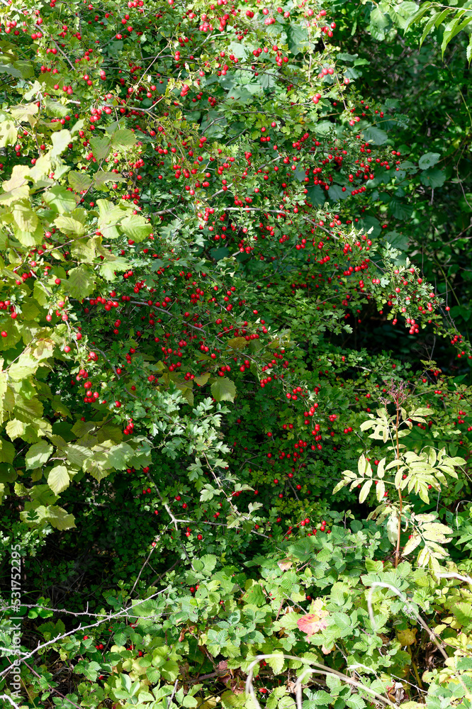 Red fruit of Crataegus monogyna,Reduce CO2.Sustainable Eco-friendly carbon dioxide Environment concept. Carbon neutral or carbon net-zero concept background photo 