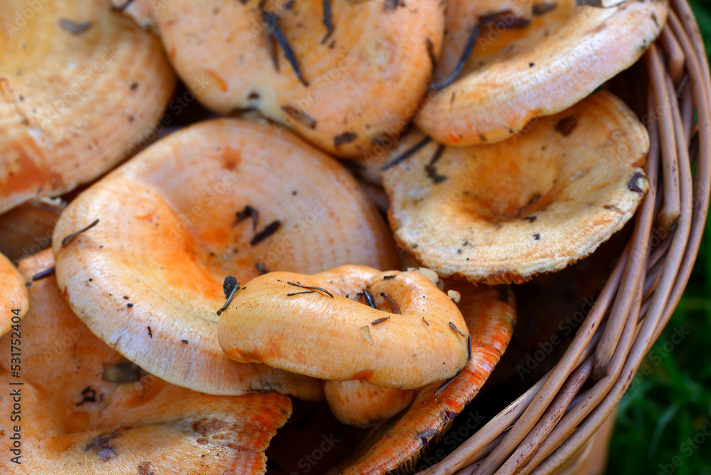 Close-up of a wicker basket full of red pine mushroom also known as saffron milk cap