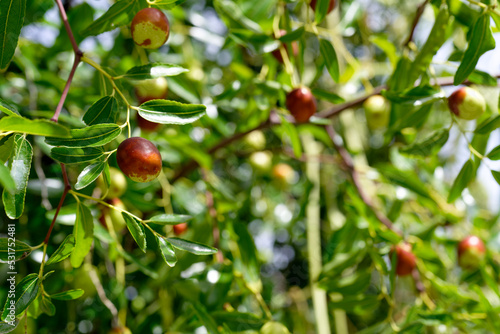 Jujube fruits on a tree on a background of green leaves selective focus
