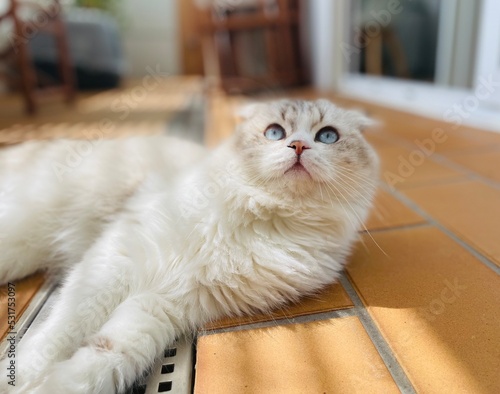 Scottish Fold