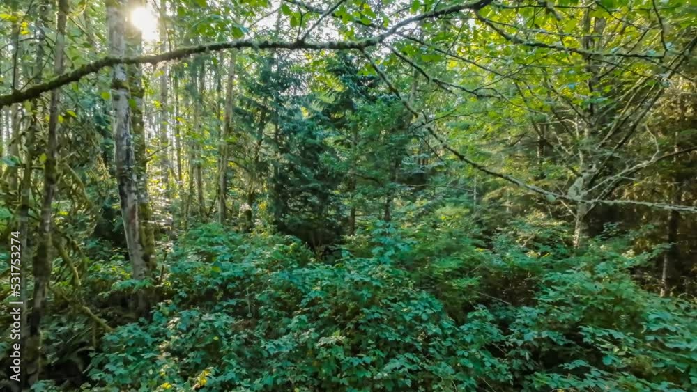 ecosystem, tranquil, tranquility, relaxing, springtime, woodland, adventure, vegetation, view, ecology, nobody, wilderness, habitat, wildlife, leaves, wild, safari, searching, moving forward, forward, ecosystem, tranquil, tranquility, relaxing, springtime, woodland, adventure, vegetation, view, ecology, nobody, wilderness, habitat, wildlife, leaves, wild, safari, searching, moving forward, forward,