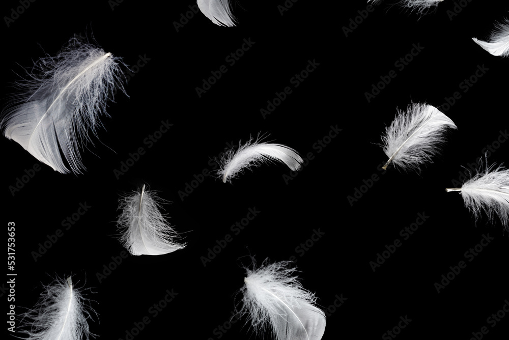 Obraz premium White feather isolated on a black background.