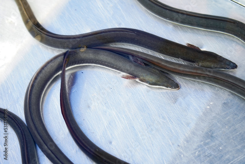 うなぎ＿生きているうなぎ＿活うなぎ001