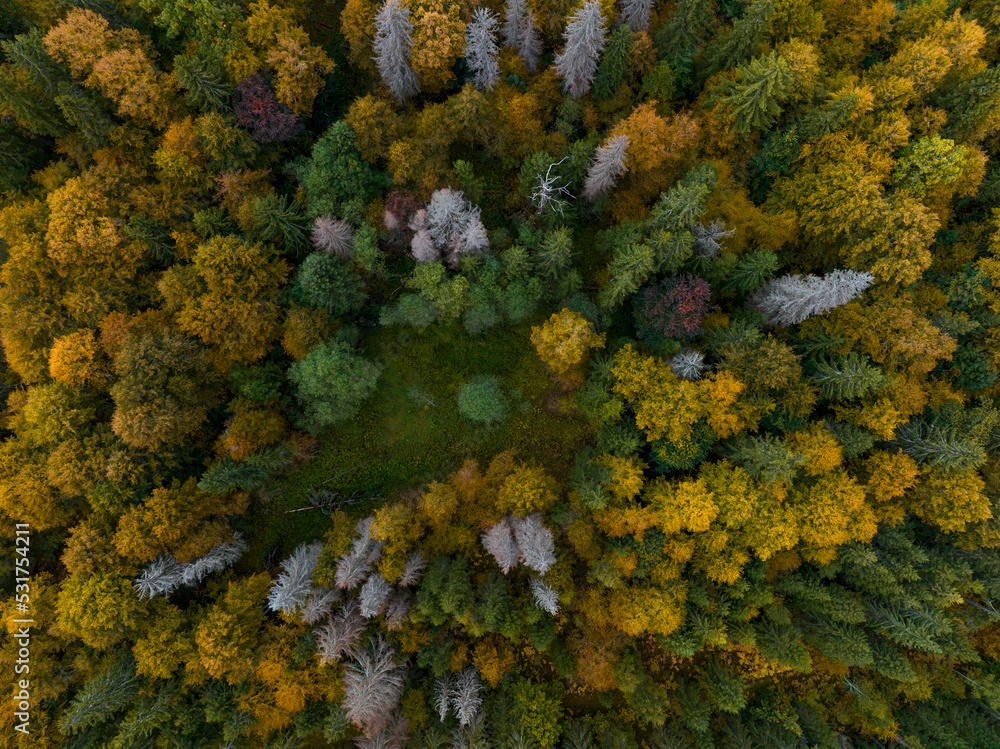 Aerial view of autumn tree tops. Latvia Aerial view of autumn tree tops. Latvia
