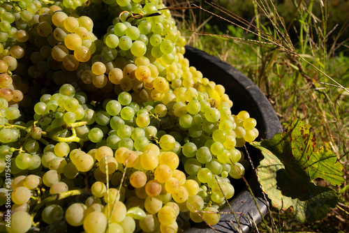 Picking the grapes in a vineyard farm of Green Wine, Minho, Portugal. photo