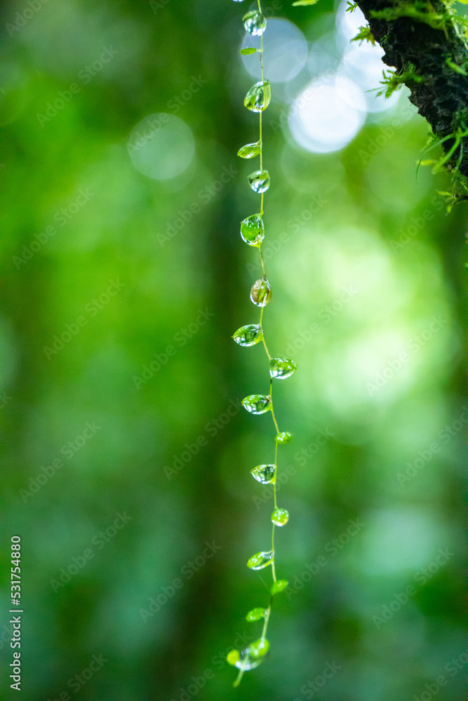 beautiful water drops on green grass
