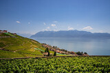 Le Vignoble de Lavaux classé au patrimoine mondial de l'humanité en Suisse