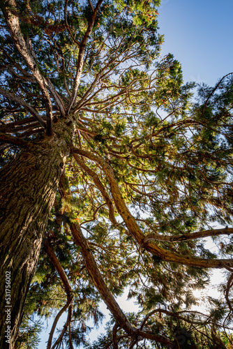 Séquoia gigantea photo