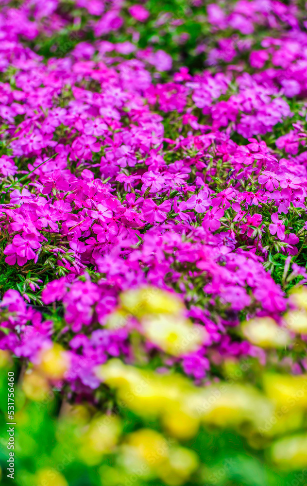 Pink Creeping phlox blooming in a garden with yellow flowers Pink Creeping phlox blooming in a garden with yellow flowers