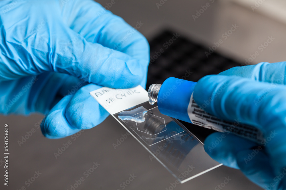 Scientist applying glue to the laboratory slide cover glass. Scientist