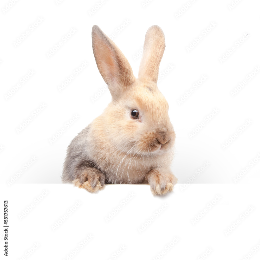 Cute little white rabbit with mock up background. Copy space. The rabbit is a symbol of the Easter holiday. Beautiful pet, animal care Cute little white rabbit with mock up background. Copy space. The rabbit is a symbol of the Easter holiday. Beautiful pet, animal care
