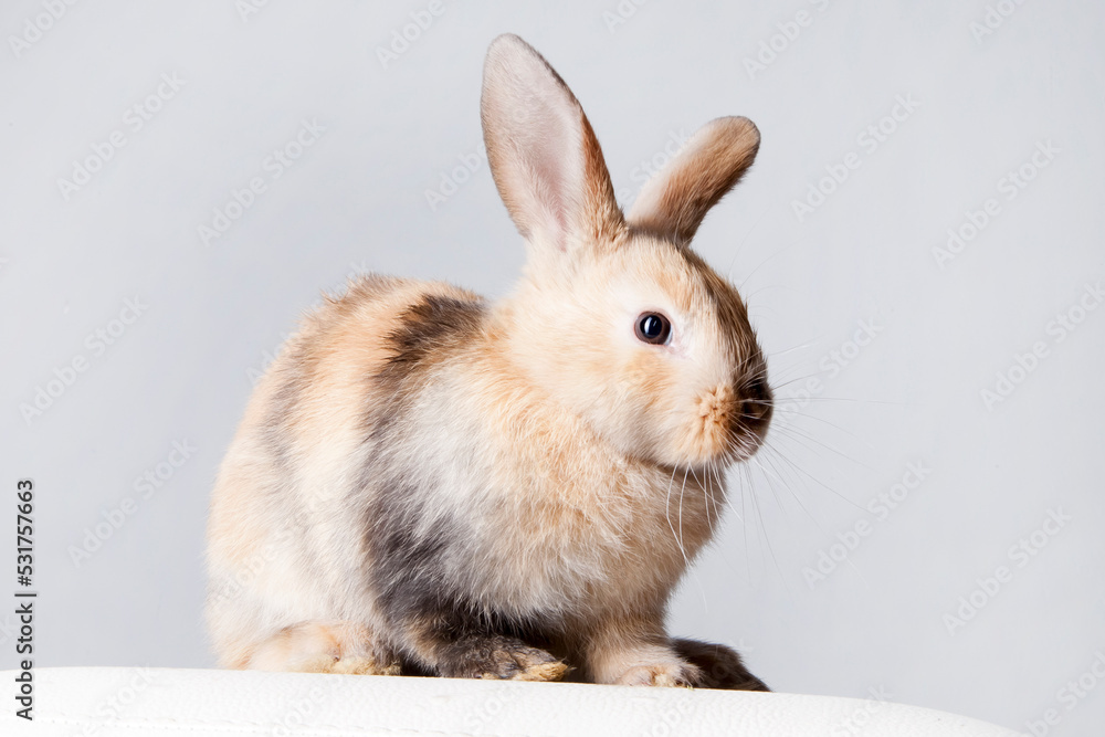 Beautiful pet, animal care. The rabbit is a symbol of the Easter holiday. Cute little white rabbit