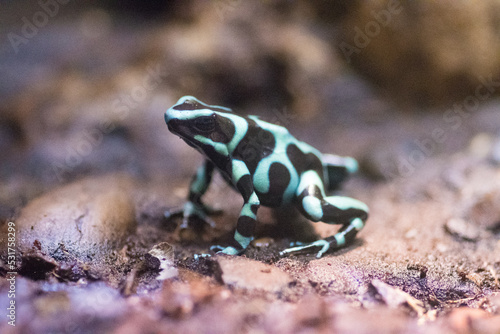 small green and black frog