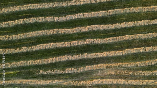 Industry and agriculture concept. Slowly cinematic flight and aerial view of cut and raked crops lines with green grass. Nature background