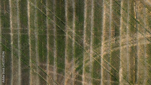 Aerial drone background view of brown rural agricultural field with a lot of car or vehicle tracks in high altitude. Harvested crops with visible stubble. Image contain noise and blur. Earth pattern