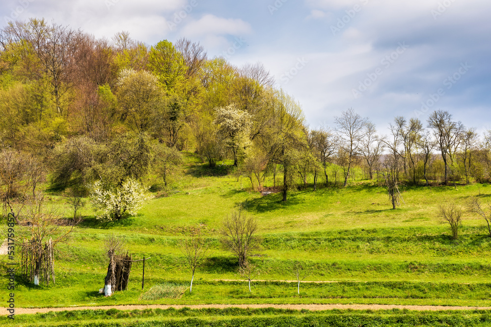 Fototapeta premium carpathian rural landscape in spring. orchard on the hill near the forest. warm sunny weather