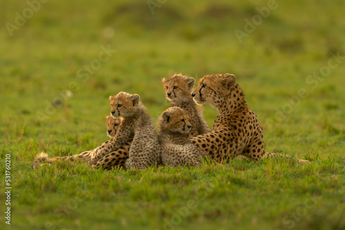 Cheetah mother with four cubs resting in a meadow at Masai Mara, Kenya  photo