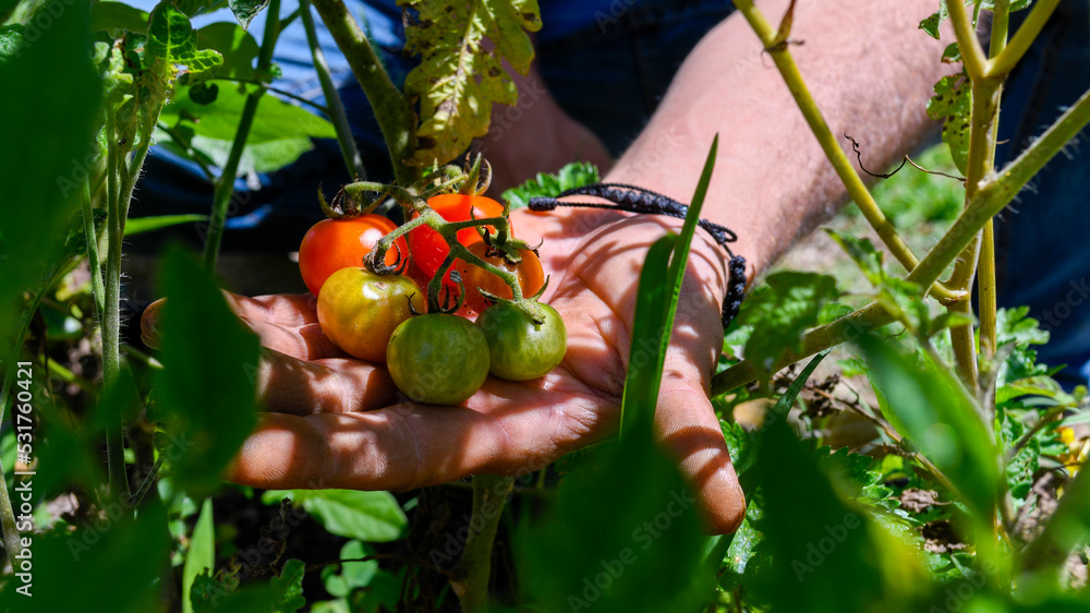 Tiny tomatoes in a hand Tiny tomatoes in a hand