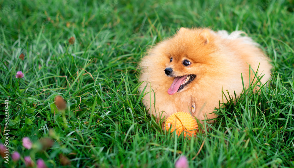 Pomeranian Spitz dog lies on green blurred grass. Red dog with a ball. He has an open mouth. The photo is blurred