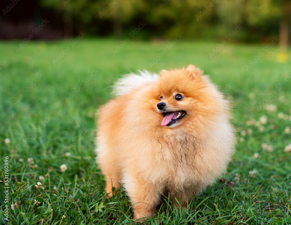 Pomeranian Spitz dog is standing on green blurred grass. Red dog on the background of trees. The photo is blurred Pomeranian Spitz dog is standing on green blurred grass. Red dog on the background of trees. The photo is blurred