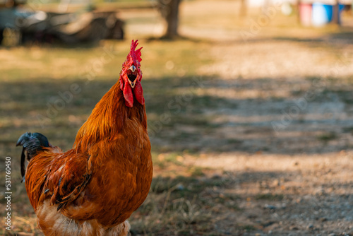 colorful singing rooster on green nature background. A large red rooster stands in the grass on a sunny day. Portrait of a beautiful colorful cock on a green summer background.