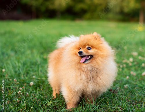 Pomeranian Spitz dog is standing on green blurred grass. Red dog on the background of trees. The photo is blurred © Olha