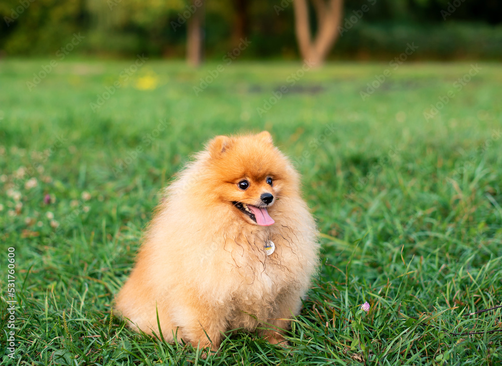 Pomeranian Spitz dog standing on green blurred grass. Red dog on the background of trees. The photo is blurred