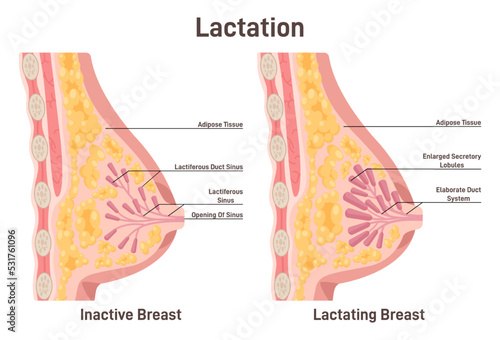 Mammary gland changing during lactation. Breastfeeding, milk secretion