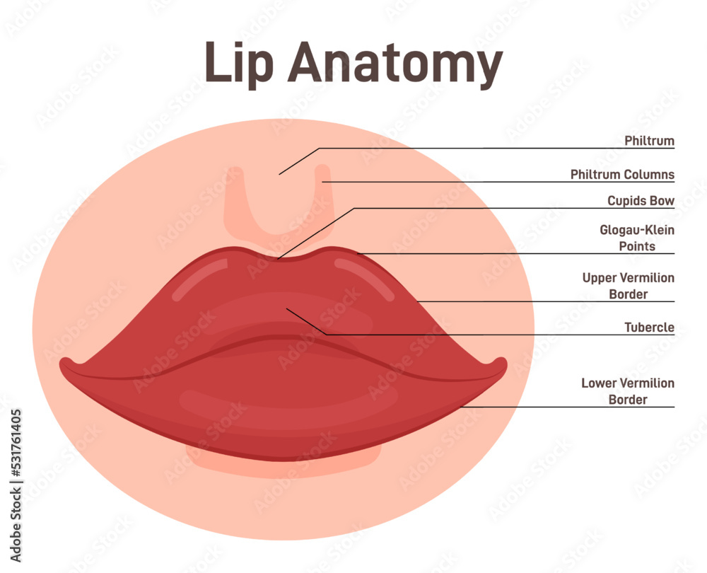 Anatomy of lips. Human mouth external parts with description Stock