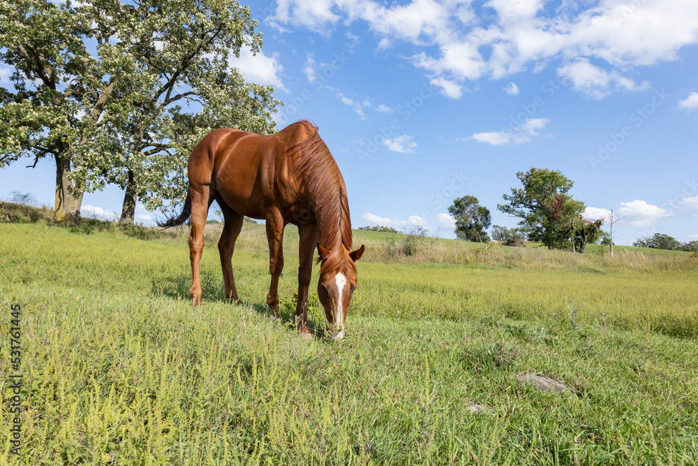 A chestnut horse grazing in a large pasture that has ragweed on a hill with an oak tree and blue sky in the background. A chestnut horse grazing in a large pasture that has ragweed on a hill with an oak tree and blue sky in the background.