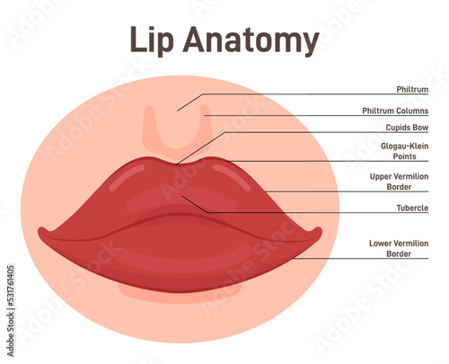 Anatomy of lips. Human mouth external parts with description