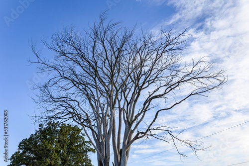 A large dead elm tree with a blue sky, white clouds, electric lines, and a live tree.
