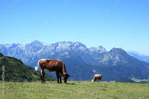 Kühe auf der Alm am Gosaukamm, Österreich