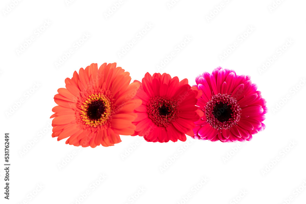 a bouquet of colorful flowers a bouquet of colorful flowers