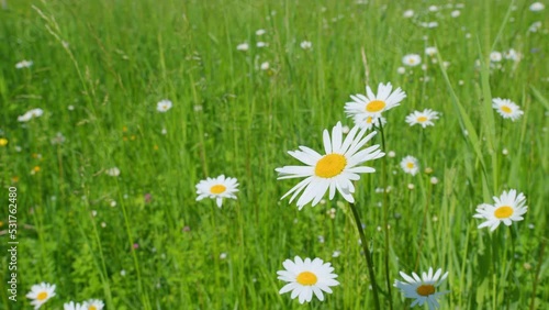 White blooming chamomile flowers summer field meadow. Beautiful flower sways in the wind on a sunny day. Slow motion.
