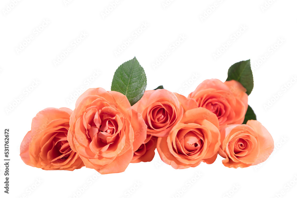 red roses isolated red roses isolated