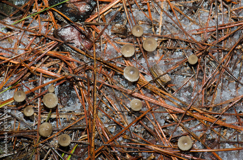 Mushrooms on the forest floor covered by hail. The Nublo Rural Park. Tejeda. Gran Canaria. Canary Islands. Spain. photo