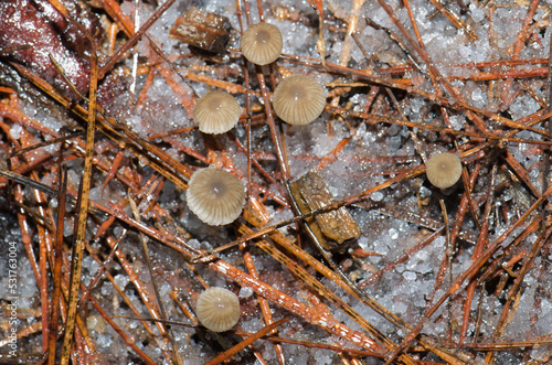 Mushrooms on the forest floor covered by hail. The Nublo Rural Park. Tejeda. Gran Canaria. Canary Islands. Spain. photo