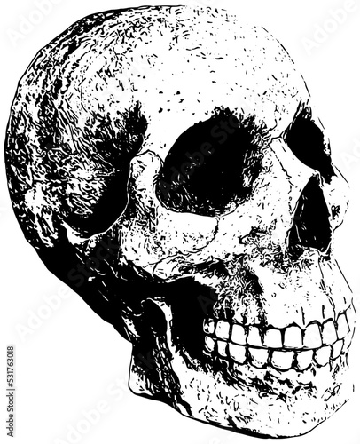 Skull illustration in black on white background 
