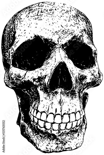 Human Skull illustration 