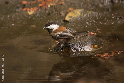 Chestnut-backed Chickadee ( Poecile rufescens ) bird splashing in a small pond in an otherwise dry riverbed