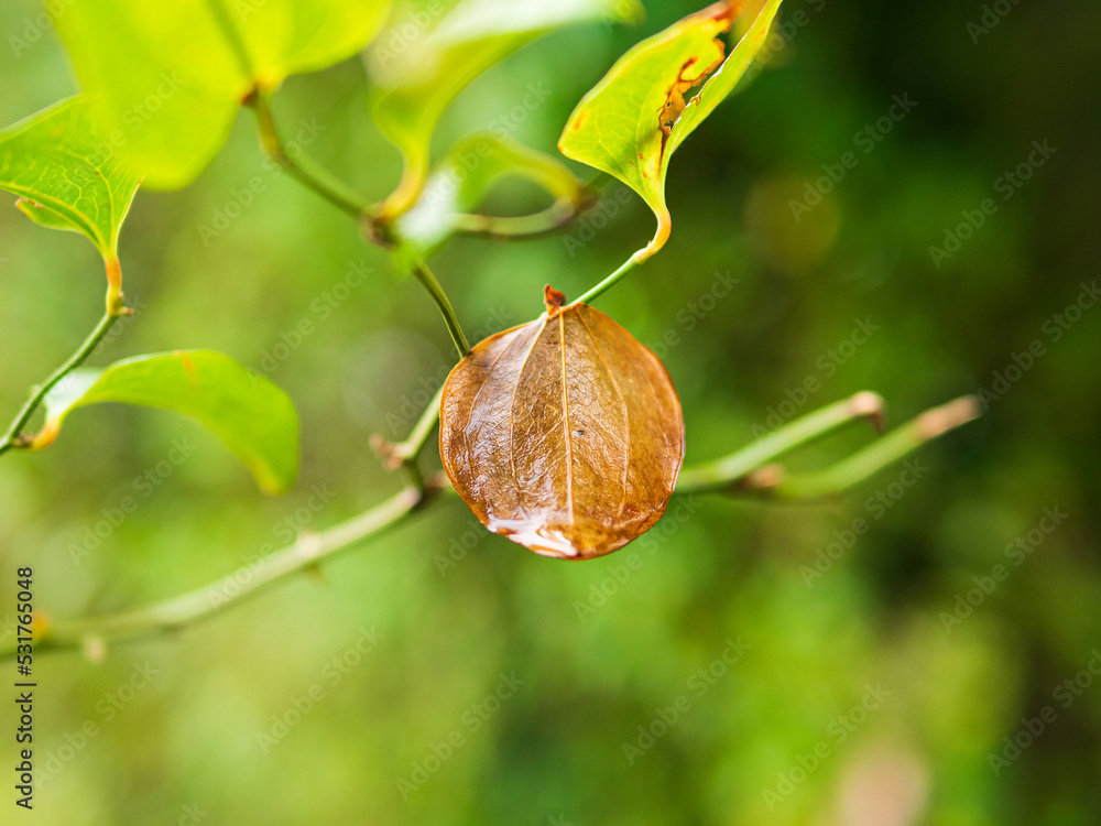 close of dead brown leaf on a twig close of dead brown leaf on a twig