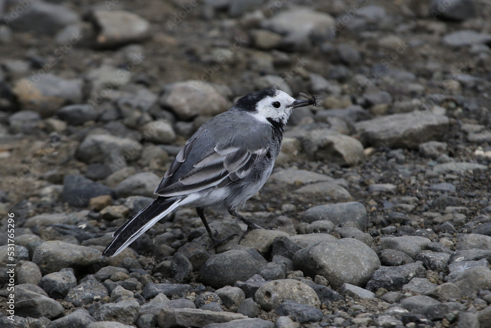 A White Wagtail (Motacilla alba) with a fresh catch of a fly. Shot near the the Glymur Waterfall in south western Iceland. A White Wagtail (Motacilla alba) with a fresh catch of a fly. Shot near the the Glymur Waterfall in south western Iceland.