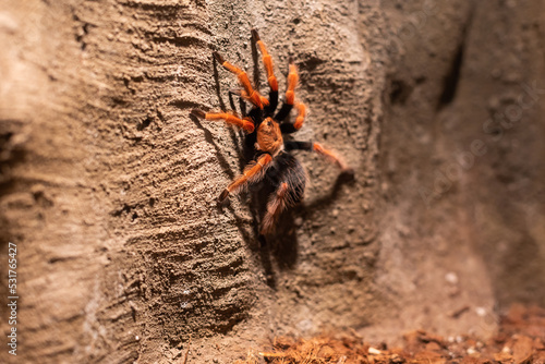 exotic spider in a terrarium.