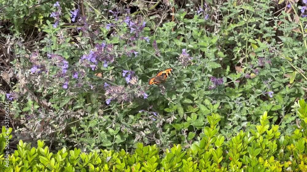 Beautiful Small Tortoiseshell Butterfly - Aglais urticae - is seen fluttering between blue wildflowers on an Irish countryside Beautiful Small Tortoiseshell Butterfly - Aglais urticae - is seen fluttering between blue wildflowers on an Irish countryside