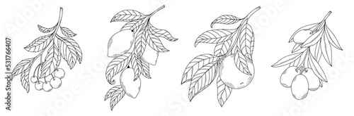 Set abstract elegant line art flower and leaf fruit branch. Continuous boho line art silhouette of floral artwork