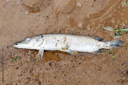 Quadro em tela dead pike on the sand on the shore of the lake