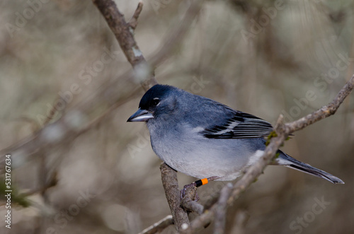 Cuadro en lienzo Gran Canaria blue chaffinch Fringilla polatzeki